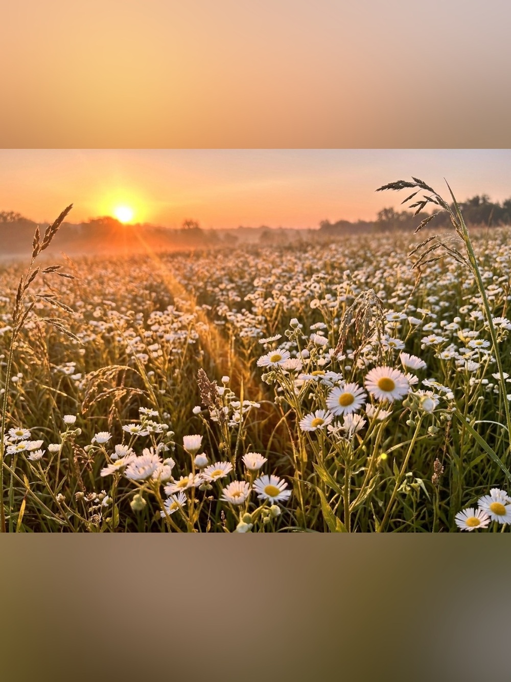 Sunrise Daisy Field Wall Art Print - Unbranded